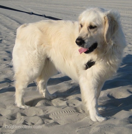 A panting cream-colored Golden Retriever is standing in sand and looking down.