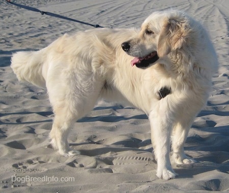 A cream-colored Golden Retriever is standing in sand and looking back. Its mouth is open and tongue is out