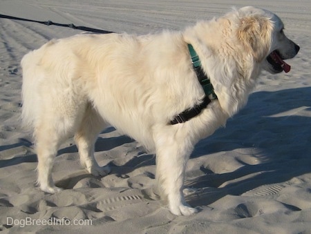 Side view - A cream-colored Golden Retriever is standing in sand and it is looking forward