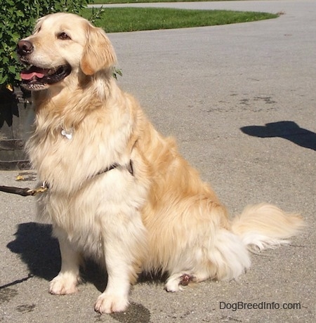 A smiling Golden Retriever is sitting on a blacktop next to a potted barrel plant.