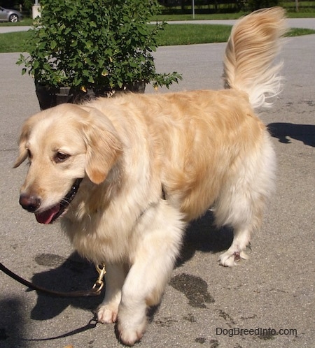 A cream-colored Golden Retriever is walking around a black top. There is a potted plant behind it