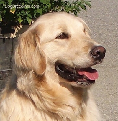 Close Up head shot - A cream-colored Golden Retriever is sitting on a black top and behind it is a potted plant