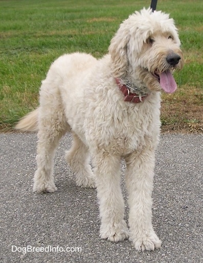 goldendoodle bred with poodle