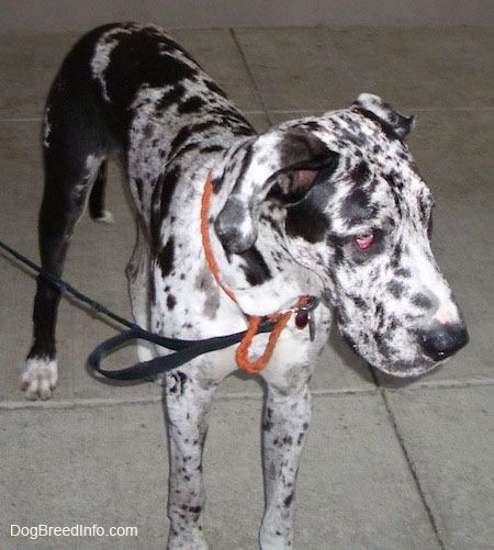 A black and white spotted harlequin merle Great Dane is standing on concrete and looking forward