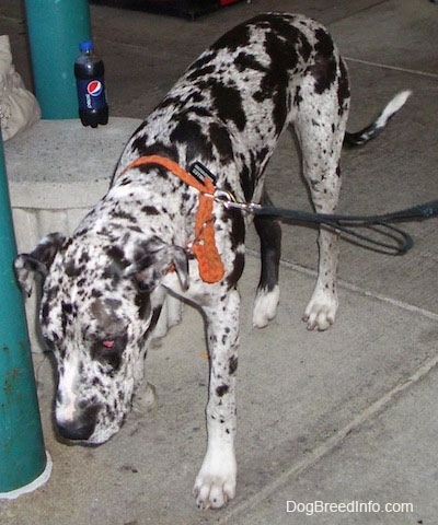 A black and white spotted harlequin merle Great Dane is sniffing the bottom of a green pole. There is a bottle of Pepsi on a concrete stand next to it