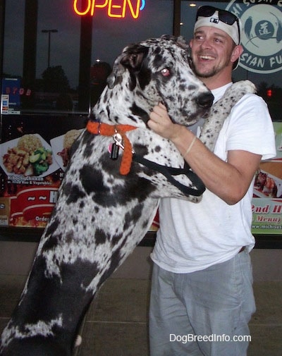 A black and white spotted harlequin merle Great Dane has its front paws on the shoulders of a man in a white shirt. The Great Dane is standing on its hind legs and is almost as tall as the man.
