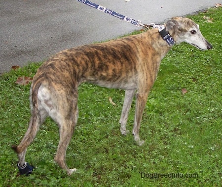 grey greyhound dog