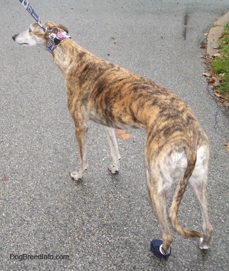A brown brindle Greyhound is standing on a black top surface. It is wearing one blue shoe on the back left leg.