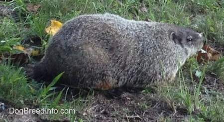 The right side of a  Groundhog that is standing across a grassy hill.