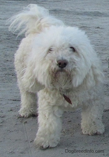 A fluffy white Havachon is standing in sand