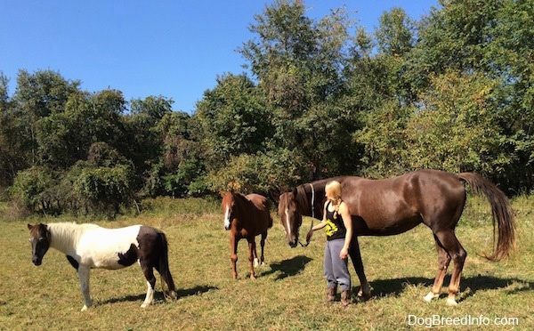 Three Horses are standing in grass and there is a blonde haired girl looking at a brown horse next to her.