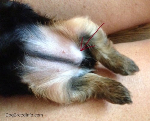 is hernia common in puppies