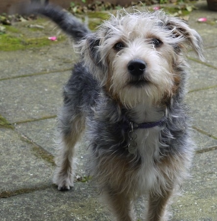 A black with tan and white Jack Tzu is standing on a sidewalk with hot pink rose peddles on the ground behind it.