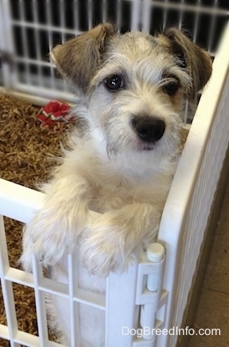 A white with grey Jackie-Bichon puppy is jumped up with its front paws on the sides of a white pen looking up.