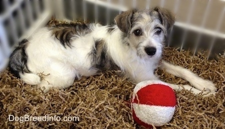 A white with grey Jackie-Bichon is laying in a pile of shredded paper next to a red and white plush ball toy.