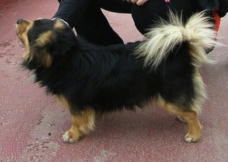 A black with tan Kokoni is standing on a red surface and a person behind it is rubbing under its chin. The dog's tail is curled over its back.