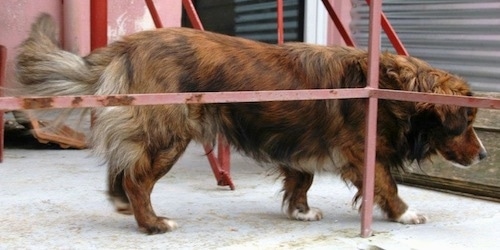 A brown with black brindle and white Kokoni is standing in front of a red railing