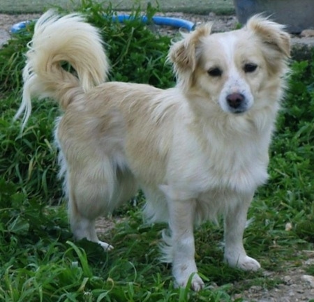 Kokoni Dog Breed Information And Pictures