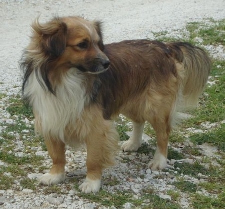 A tan with black and white Kokoni dog is standing in sand with patchy grass growing and looking to the right.