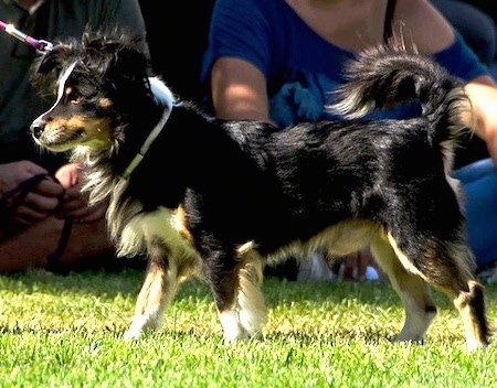Kokoni Dog Breed Information And Pictures