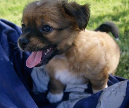 A tan with white and black Kokoni puppy is standing on top of a blue jacket outside in grass.