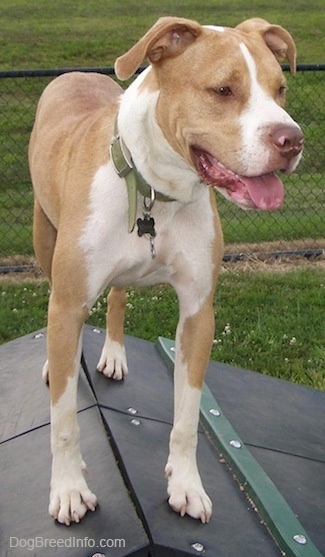 tan american pitbull