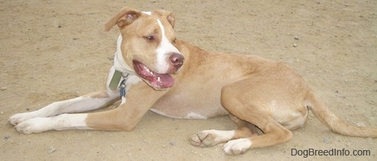 A tan with white Labrabull is laying in a dirt patch and looking back