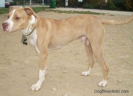 A tan with white Labrabull is standing in dirt and looking to the left