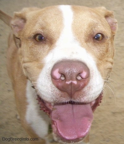 Close Up head shot - A tan with white Labrabull is sitting in a dirt. Its mouth is open and tongue is out. The dog's nose is brown with three spots of pink on it.
