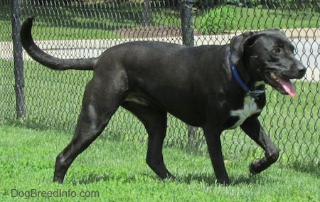 Labrabull Growth Chart