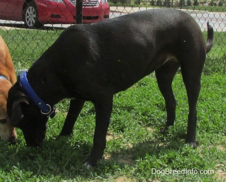 A black with white Labrabull is standing in grass and its snout is to the ground. There is a tan dog next to it. There is a chain link fence and a red car behind it