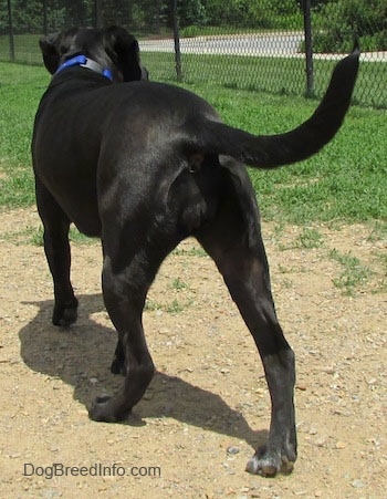 The backside of a black with white Labrabull moving across a dirt patch surrounded bt grass