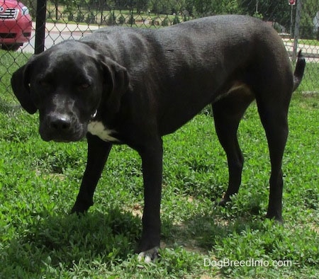 A black with white Labrabull is standing in grass and its head is down at the level of its body. There is a chain link fecnce and a red car behind it.