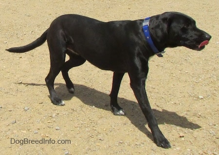 A black with white Labrabull is walking across dirt, its tongue it is licking the side of its face