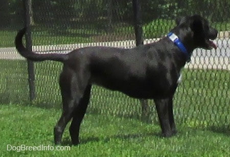 A black with white Labrabull dog is wearing a blue collar standing in grass looking through a chain link fence. Its mouth is open and tongue is out