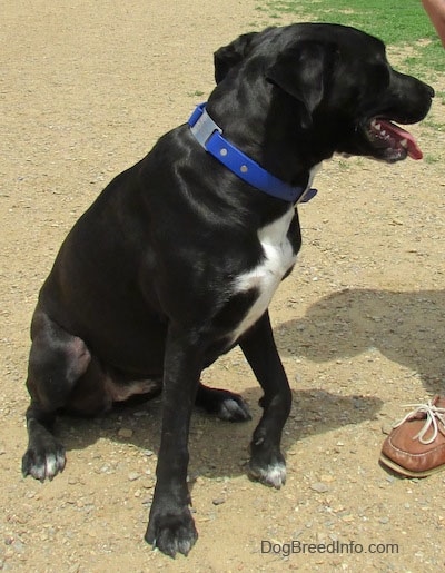 A black with white Labrabull dog is wearing a blue collar sitting in dirt and there is a person wearing a brown shoe next to it. Her mouth is open and tongue is out. Her head is turned to the right.