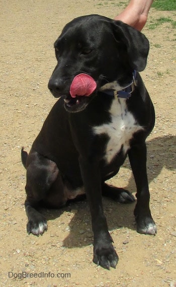 A black with white Labrabull is sitting in dirt and its head is turned to the left. It is licking the side of its mouth, which is open. There is a hand on its collar