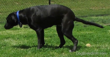 A black and white Labrabull dog is preparing to poo in grass. There is a tennis ball behind it