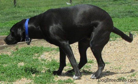 A black and white Labrabull is preparing to popp in a dirt patch surrounded by grass