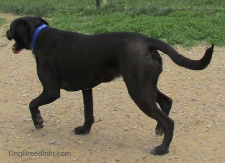 The back of a black with white Labrabull is walking across a dirt path and there is grass to the left of it