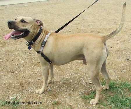 A tan Labrabull dog is wearing a gray harness standing in dirt and there is a grass patch behind it. Its mouth is open and its tongue is hanging to the right