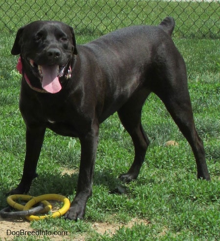 cane corso lab mix brindle