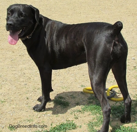 Side view - A black Labrador Corso dog is standing outside in dirt with its pink tongue hanging out with a yellow and gray ring toy next to it.