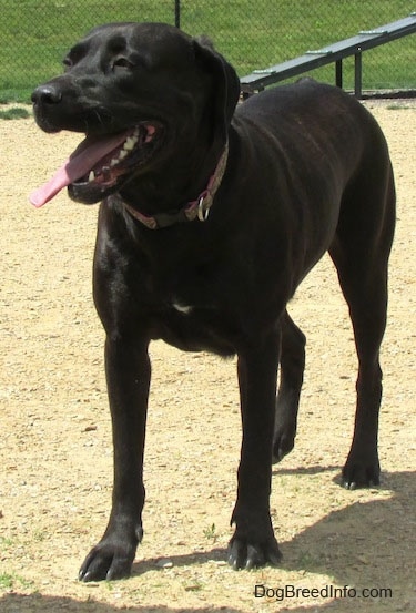 Labrador Corso Dog Breed Information And Pictures
