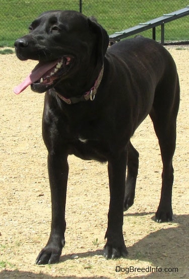 A black with white Labrador Corso dog is standing in dirt. Its mouth is open and tongue is out. There is an agility ramp and a chain link fence behind it.