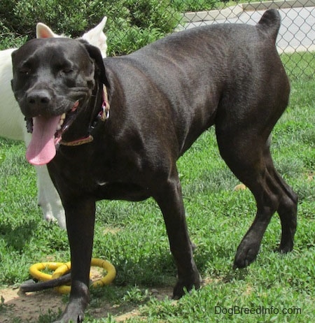 A black Labrador Corso dog is walking across grass in front of a chain link fence. There is a white dog and a yellow and gray ring toy behind it.