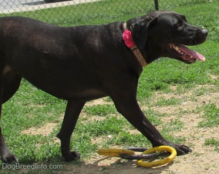 Side view - A black Labrador Corso dog is walking across grass into a dirt patch with a yellow and gray ring toy beside it. Its mouth is open and its tongue is out