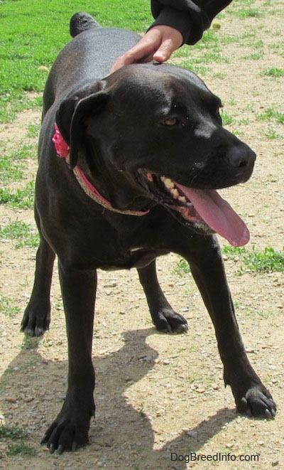 A black Labrador Corso dog is standing in dirt and there is a person petting its back. Its mouth is open and tongue is out