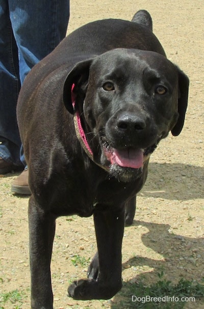 Front view - A black Labrador Corso dog is standing outside in dirt with a person in blue jeans and brown shoes behind it. The dogs mouth is open and tongue is  showing. Its front paw is in the air in mid-walk.