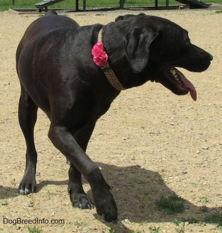 A black Labrador Corso dog is standing in dirt and looking to the right. Its mouth is open and its tongue is out and its front paw is in the air.